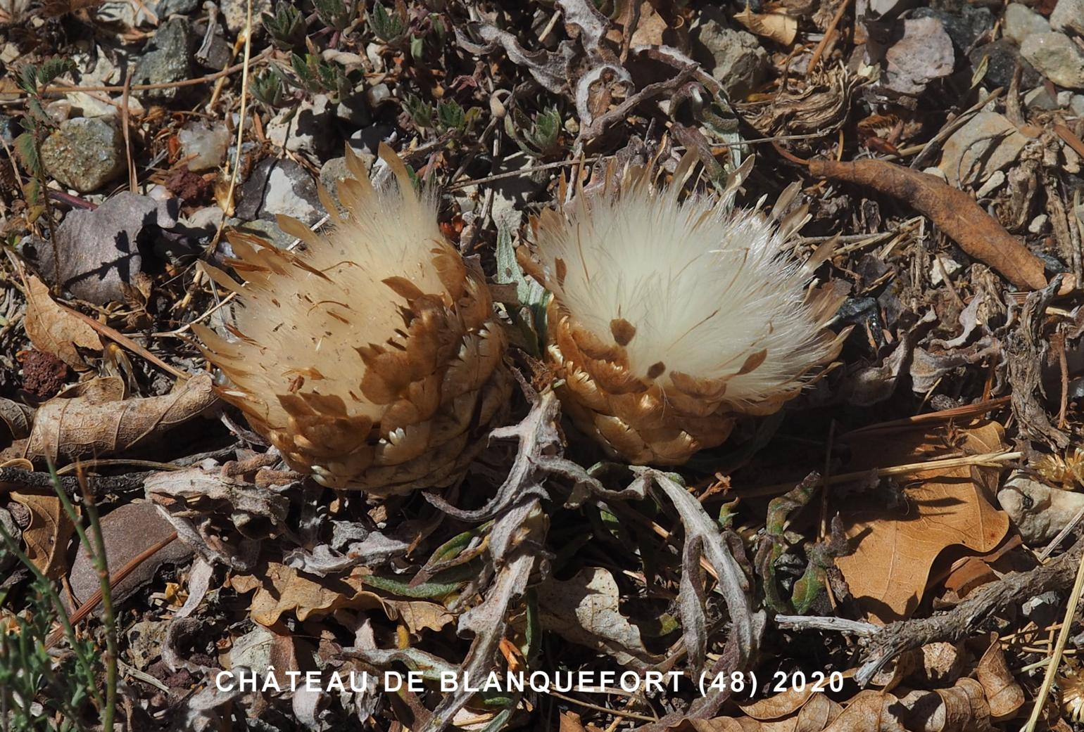 Knapweed, Cone